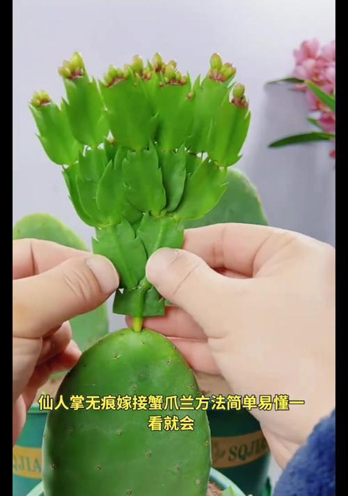 仙人掌嫁接直立的技巧是什么？
