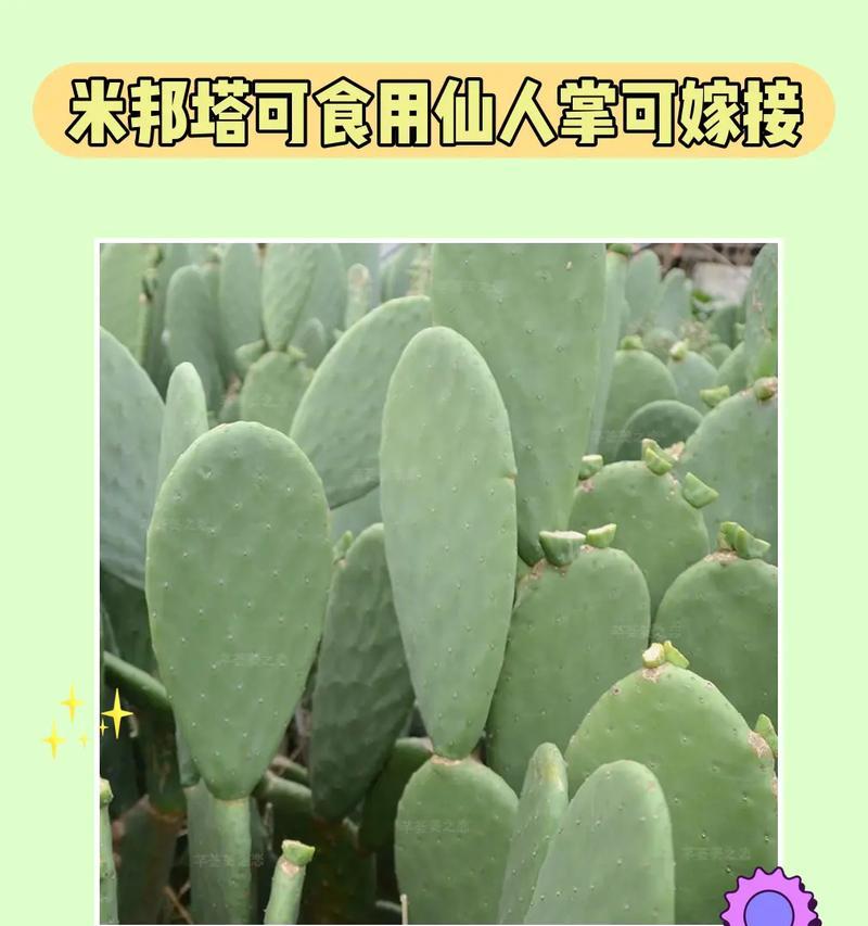 小盆栽仙人掌的正确使用方法是什么？