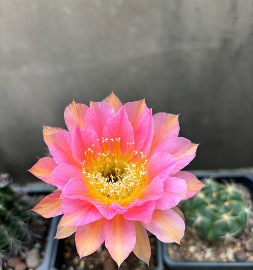 仙人球开花后应该如何护理？