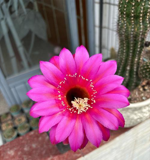 仙人球开花后应该如何护理？