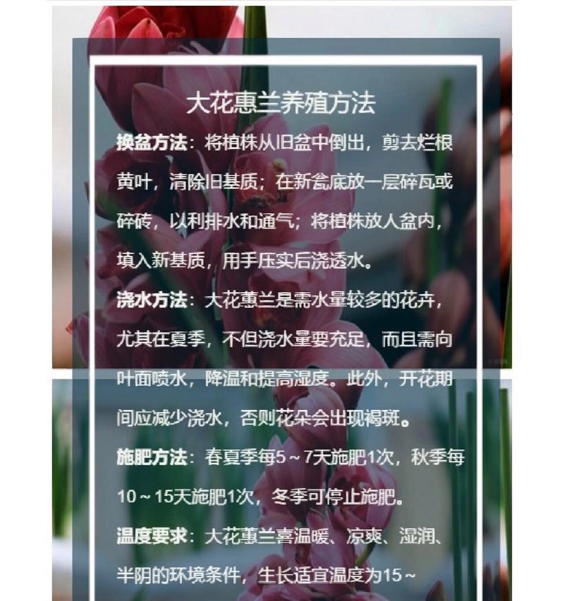 君子兰在土陶花盆中的养护和浇水技巧是什么？