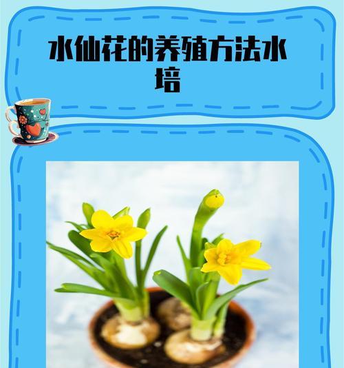 仙人球疙瘩的成因及处理方法是什么？