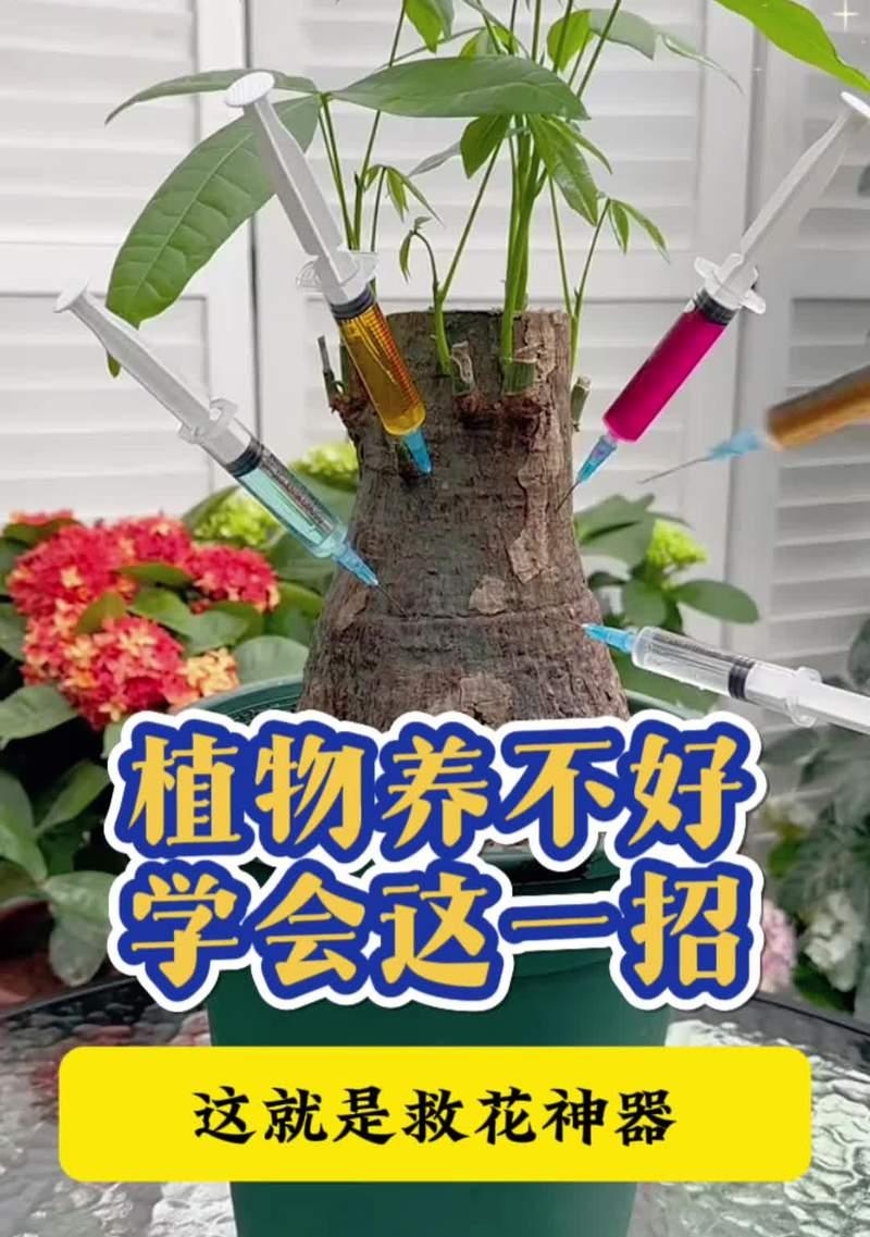 水培君子兰专用盆的使用方法是什么？如何确保成功水培？