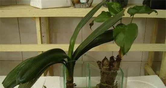 水培君子兰专用盆的使用方法是什么？如何确保成功水培？