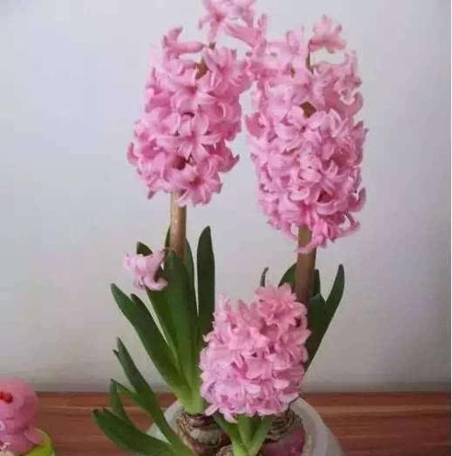水培君子兰专用盆的使用方法是什么？如何确保成功水培？