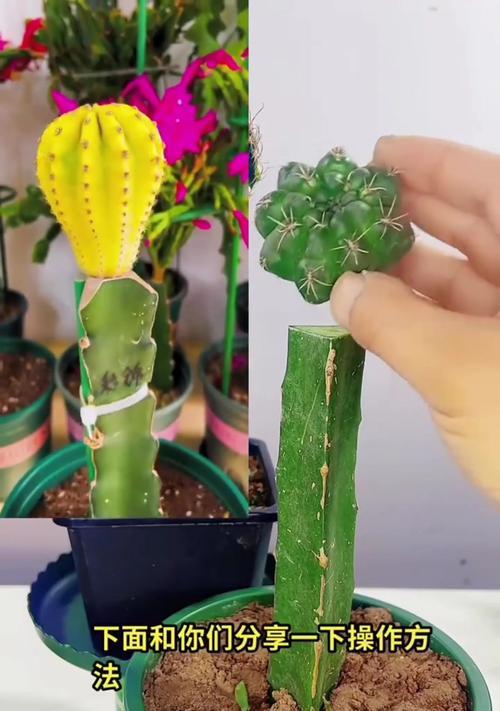 仙人球分盆后如何管理？