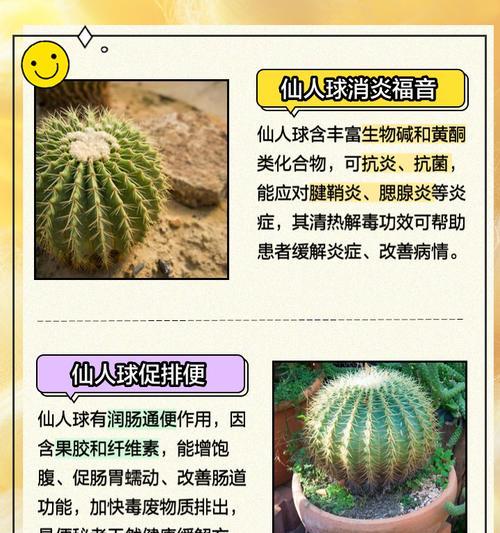 仙人球分盆后如何管理？