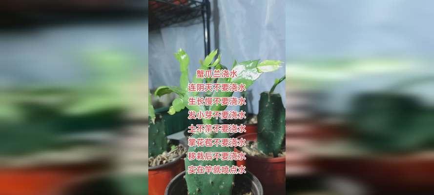 君子兰根侧芽小芽萌发是什么样的？如何处理？