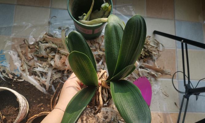 君子兰根侧芽小芽萌发是什么样的？如何处理？