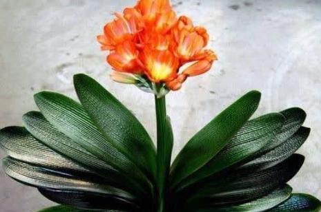 君子兰开花需要哪些草种？