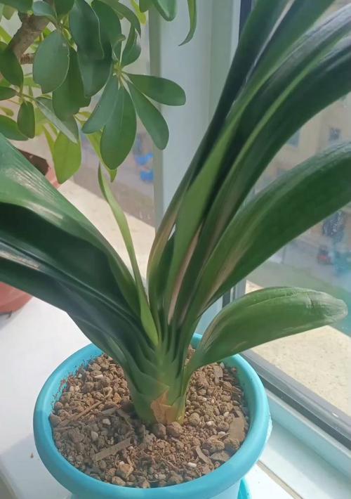 君子兰开花需要哪些草种？