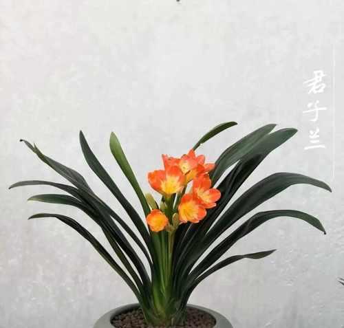 君子兰开花需要哪些草种？