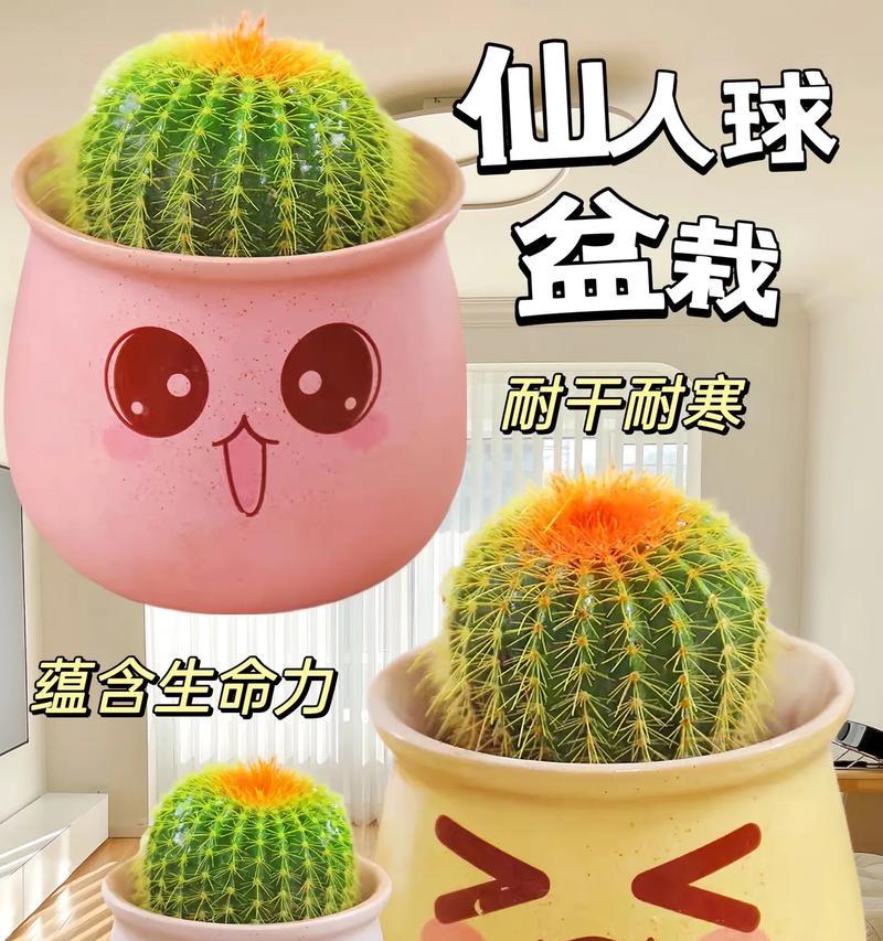 歪仙人球怎么种正？如何矫正仙人球的生长方向？