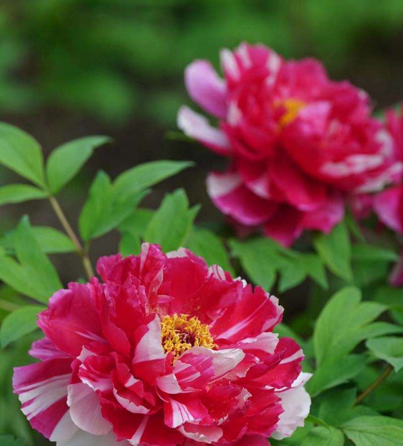牡丹花有哪些品种及其特点？