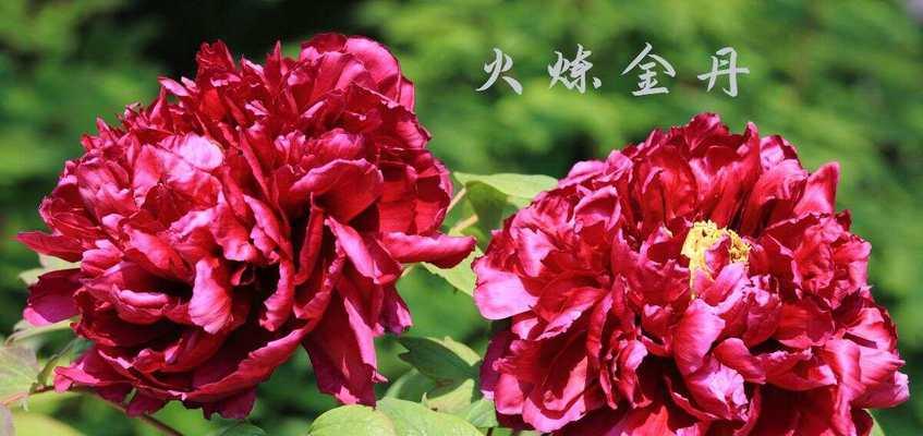 牡丹花有哪些品种及其特点？