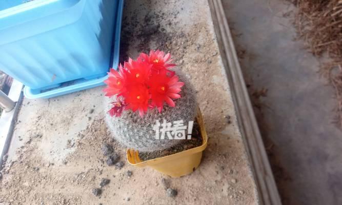 仙人球今年早早就开花了怎么办？如何处理这种情况？