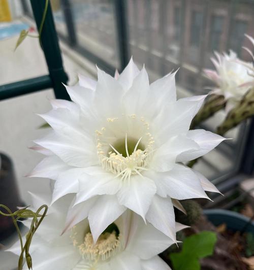 仙人球今年早早就开花了怎么办？如何处理这种情况？