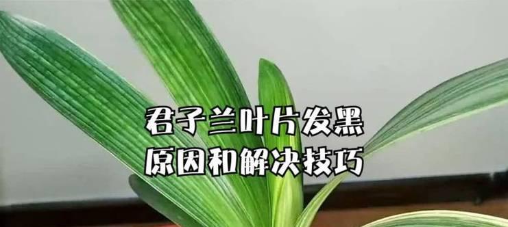君子兰叶子偏长的原因及矫正方法是什么？