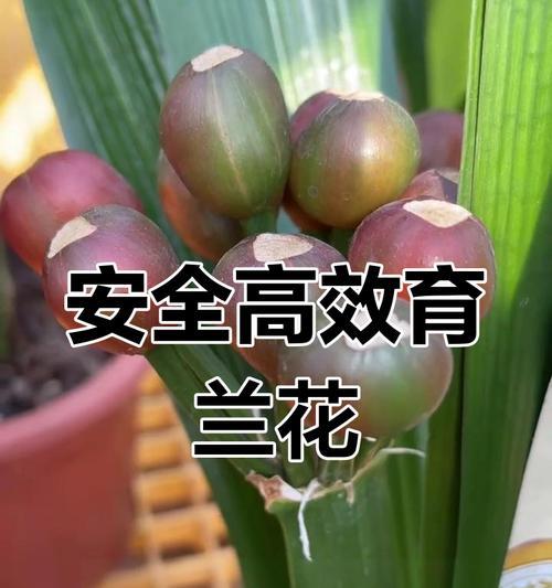 君子兰育苗根的养护方法是什么？