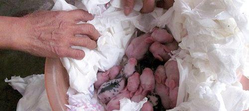 兔崽种植玫瑰花有哪些注意事项？如何确保成功？