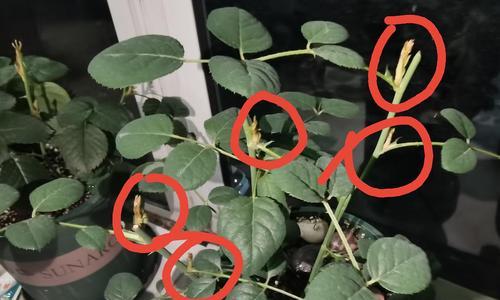 仙人掌打顶后不发芽的解决方法是什么？如何促进新芽生长？