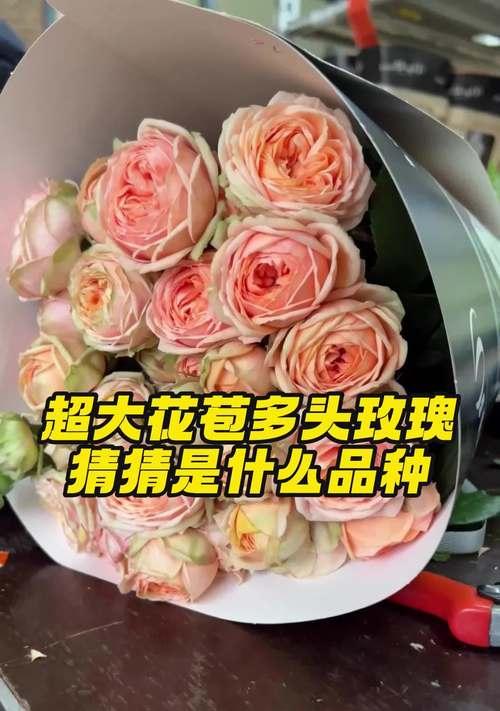 玫瑰花苞的形状特点是什么？