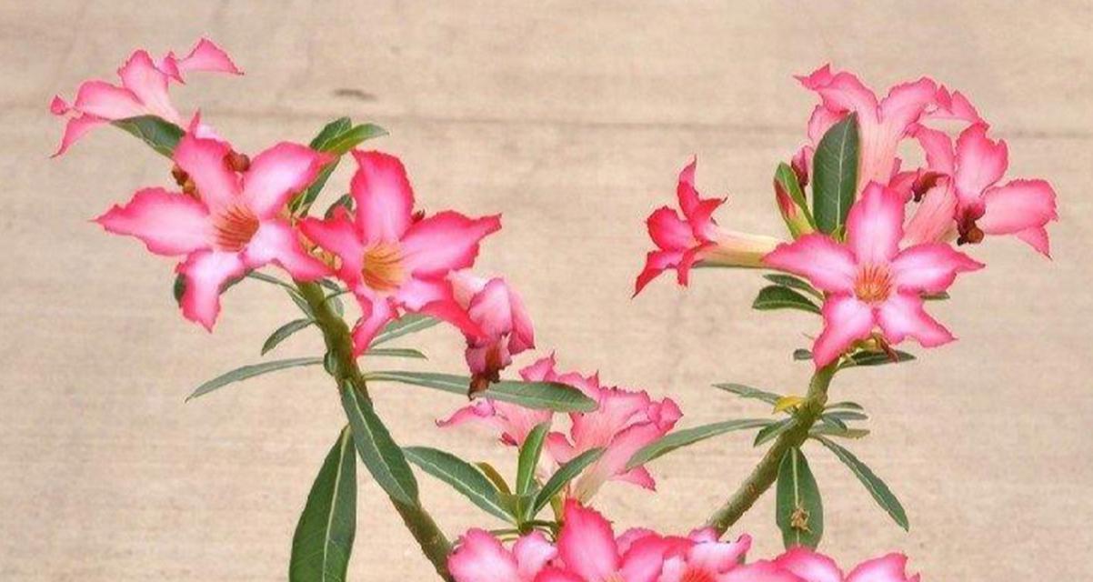 空心玫瑰花的养殖方法是什么？