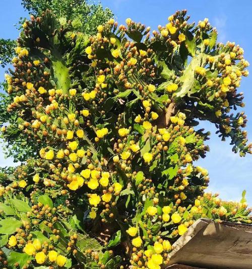 树熊仙人掌的种植方法是什么？