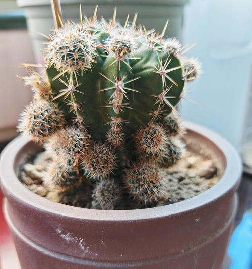 树熊仙人掌的种植方法是什么？
