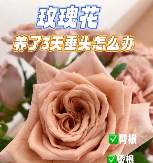 花瓶插粉玫瑰花的技巧是什么？