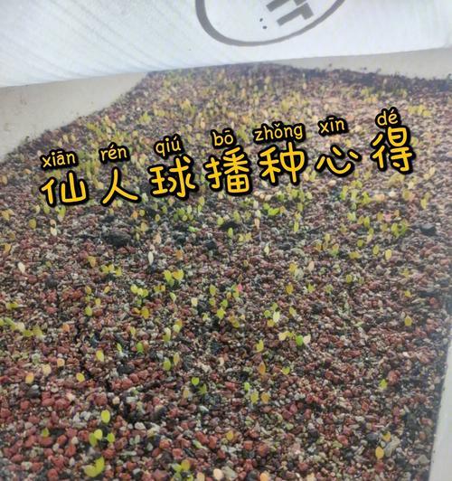 仙人球无根种植的图解教程是什么？