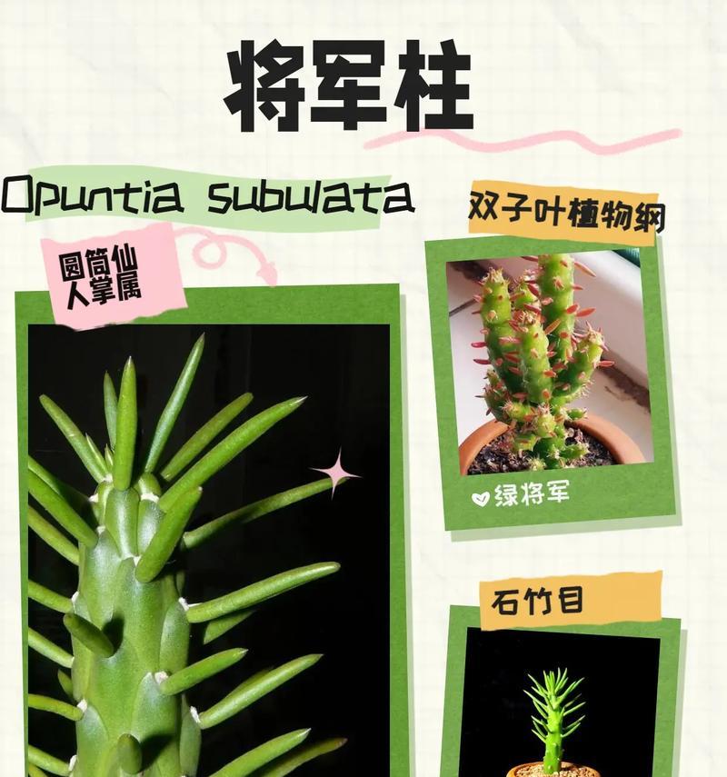 仙人球无根种植的图解教程是什么？