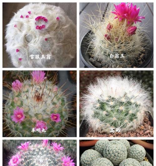 太平丸仙人球的养殖技巧有哪些？