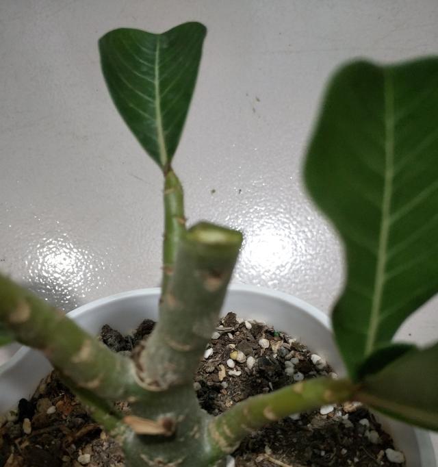 玫瑰花桩不长叶时的修剪技巧？