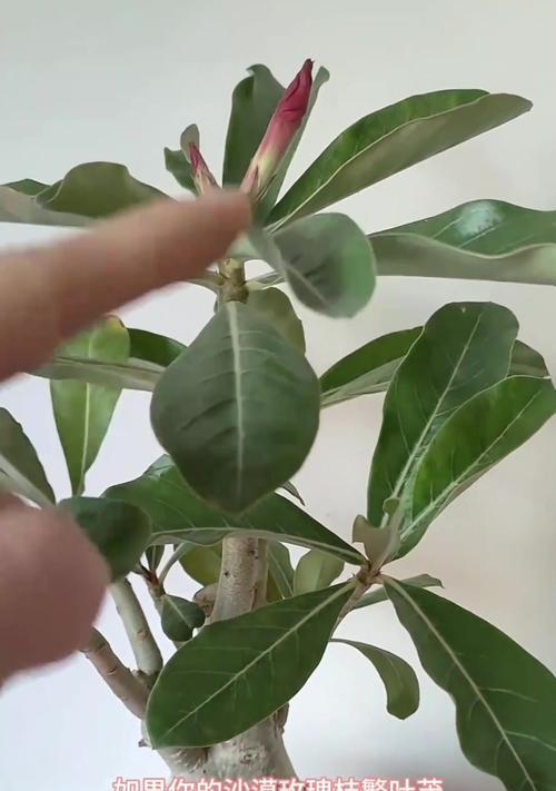 玫瑰花桩不长叶时的修剪技巧？
