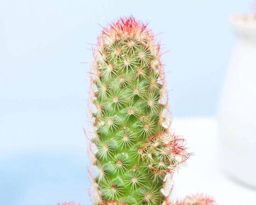 仙人掌小盆栽如何养护？绿植盆栽管理要点是什么？