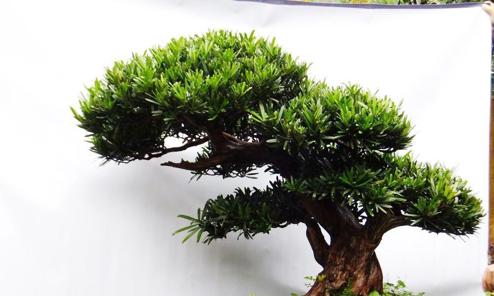 君子兰山水盆景养护管理要点？