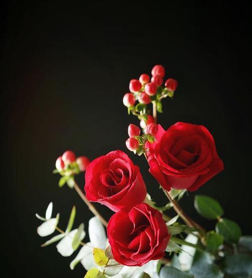 玫瑰花与安宁花的区别是什么？两者有何不同？