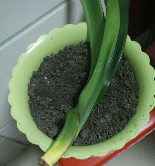 君子兰生根后多久能开花？