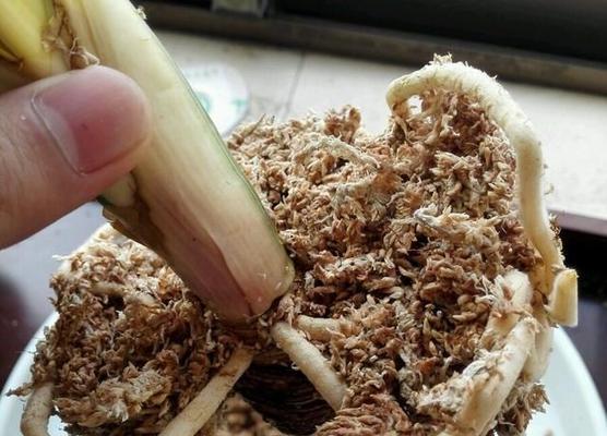 君子兰生根后多久能开花？