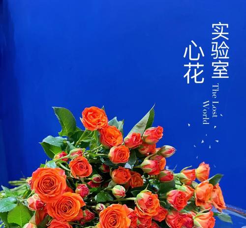 水培多色玫瑰花的理想水温是多少？水温对生长有何影响？