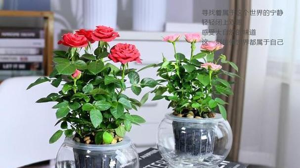 水培多色玫瑰花的理想水温是多少？水温对生长有何影响？