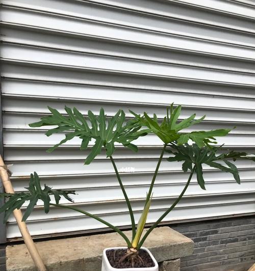 黄金仙人球栽培需要注意什么？