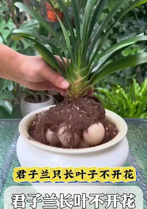 君子兰的叶子包着长虫怎么办？如何处理君子兰的虫害问题？
