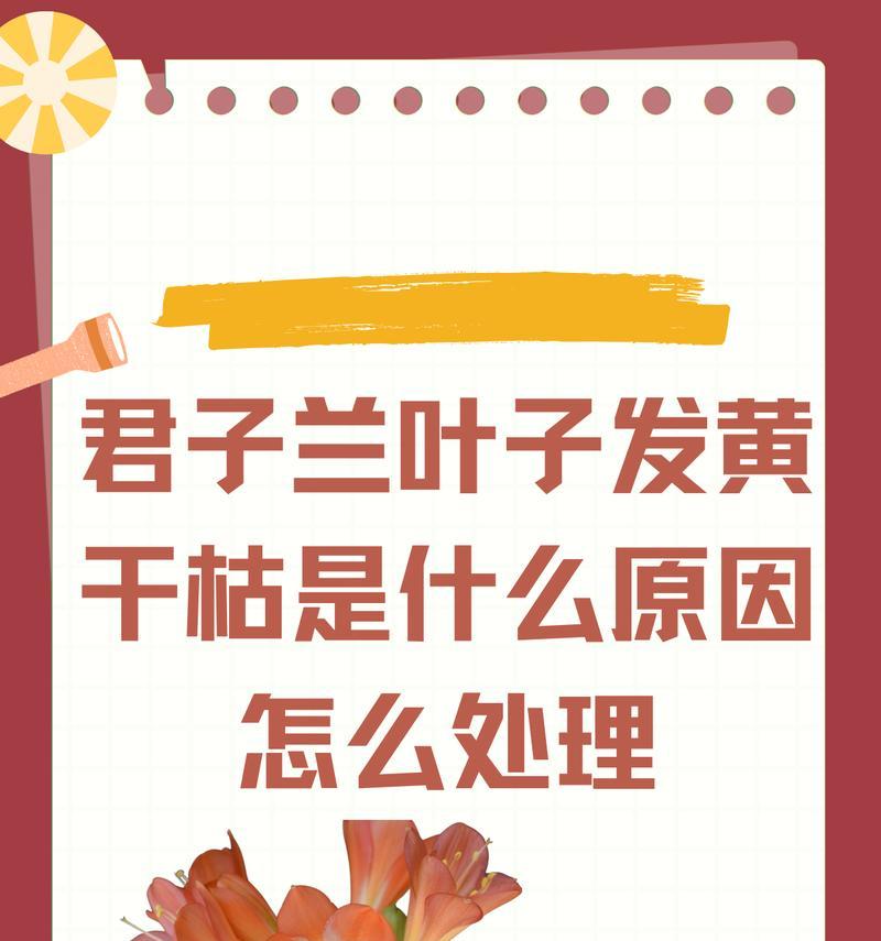 君子兰的叶子包着长虫怎么办？如何处理君子兰的虫害问题？