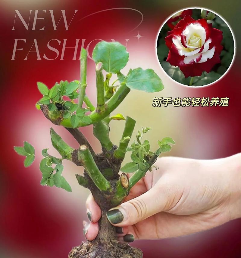 玫瑰花插枝的正确方法是什么？插枝后多久能生根？