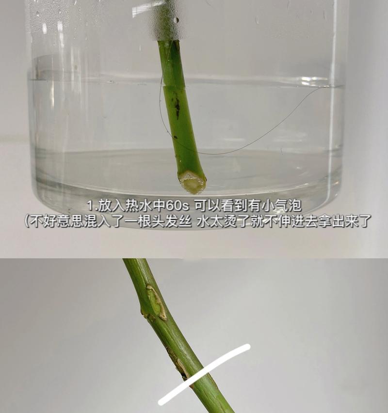 玫瑰花插枝的正确方法是什么？插枝后多久能生根？