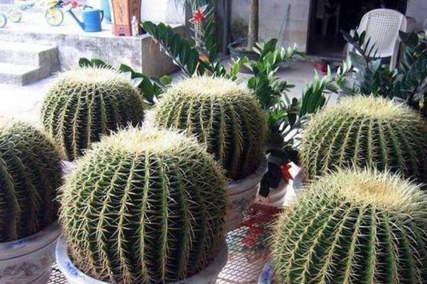 仙人球浇水后施肥的正确方法是什么？有哪些注意事项？