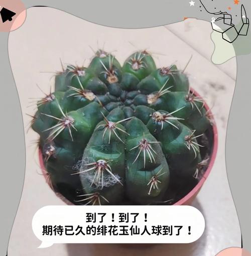 佛头仙人球的养护技巧是什么？