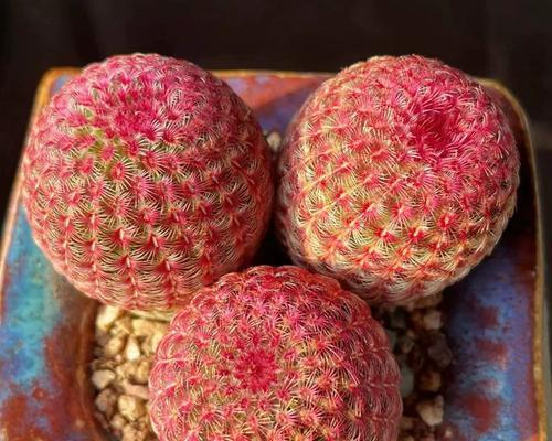 细陶粒养仙人球，效果如何？